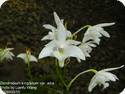 Dendrobium kingianum alba